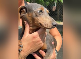 Piper, ein fröhliches Hundekind