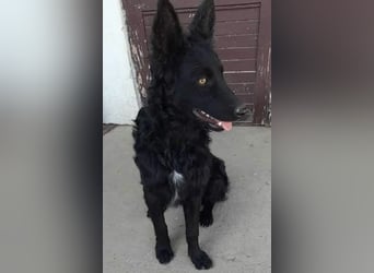 Zorro ein Traumcharakter