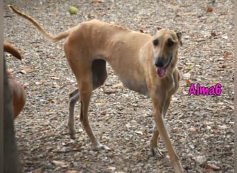 Alma6 geb. 05/2023 (ESP) - freundliche und verschmuste, zierliche Galga!