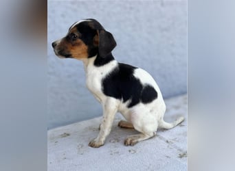 Tinkabell LM – quirliges Mädchen sucht Abenteuer und Geborgenheit