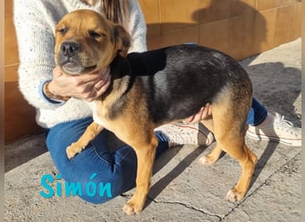 Simón 04/2024 (ESP Pflegestelle) - verschmuste und neugieriger, junger Bodeguero Mix!