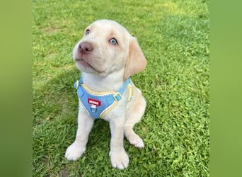 Labrador Welpen reinrassig rüde weiß NRW Kleinanzeige Köln