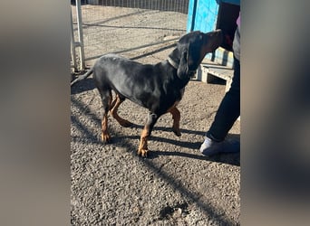 Jack , ungarische Bracke, sucht die Wärme und Nähe des Menschen