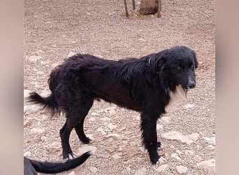 Corwin Border Collie Mix sucht ein liebes Zuhause oder erfahrene Pflegestelle