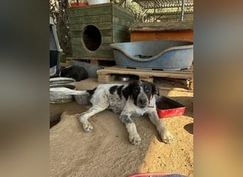 Leia, kleine Lakritznase sucht liebevolle Familie!
