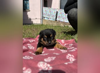 Reinrassige Rottweiler Welpen , Sportliche leistung Zucht