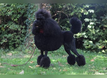 Grosspudel Welpen schwarz