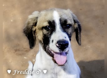 Felix und Freddie suchen absofort ein Zuhause