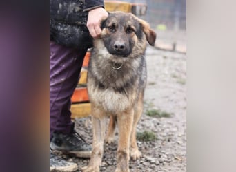 MO❤️ junger, kluger, lernwilliger und sehr hübscher Schäferhund-Mix-Rüde