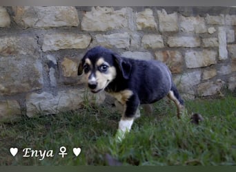 Erin, Emma, Eckie und Enya suchen ein Zuhause