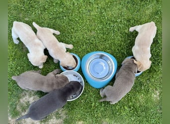 Labrador Welpen Weibchen Silber  Mädchen NRW Düsseldorf Viersen Köln
