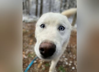 Lobo - wunderschöner Husky