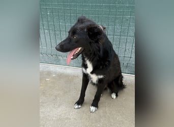 liebe Border Collie- kroatischer Schäferhund Mischling Lisa sucht ...