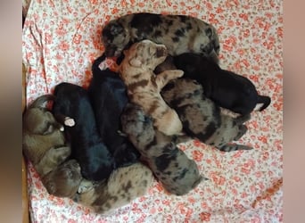 Aussiedoodle Welpen mini / medium F1