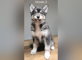 Pomsky Welpen in Blue Eye
