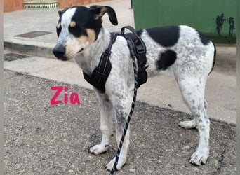 Zia 06/2024 (ESP) - menschenbezogene, süße Epagneul Breton-Bodeguero-Mix Welpin!