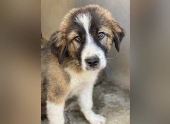 Kroos, geb. ca. 03/2024, lebt in GRIECHENLAND, im städt. Tierheim Serres