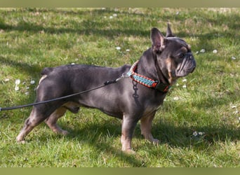 French Hugo - selbstbewusster Bulli - Tierhilfe Franken e.V.