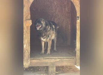 MONTI, Rüde, 7 Jahre, 51 cm, Mischling, Tierschutz