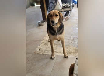 Lara sucht ein tolles Zuhause!