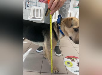 Deni, geboren 22.01.2024, 52cm sucht seine Menschen