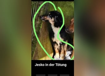 Jesko aus der Tötung