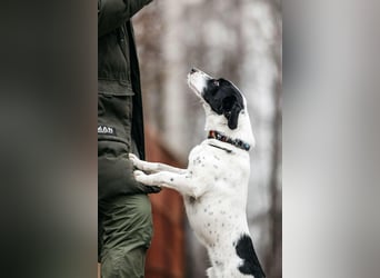 Lebensfroher Henry sucht seine Menschen