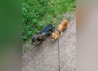 Bolota, Mix Dackel / Spaniel, noch schüchtern und ängstlich
