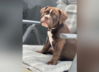 OEB mix Bulldoge old english bulldog