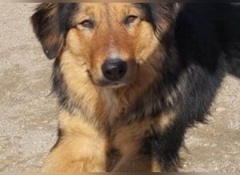 Zuckerschnute Savannah: ist reisefertig