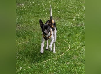 Floh: jetzt aber für immer