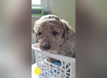 Labradoodlewelpen Rüden ab Mai abgabebereit