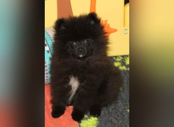 Yulie unsere kleine Pomeranian Zwergspitz Hündin mit Papieren kann ausziehen