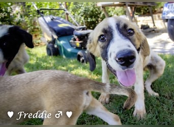 Felix und Freddie suchen absofort ein Zuhause