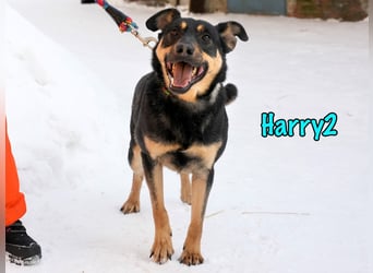 Harry2 geb. 12/2021 - ein Engel auf 4 Pfoten!
