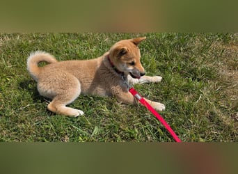 Shiba inu Welpen.   vom Haus Joe   ,Liebhaberzucht