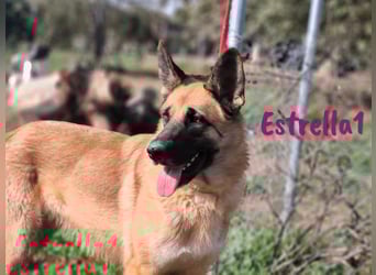 Estrella1 05/2021 (in Deutschland) - sportliche, hübsche Deutsche Schäferhund Mix Hündin!