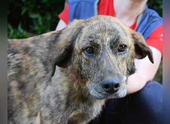 Ulick - Hunde bevorzugt!