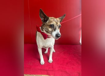 Trüffy, Foxterrier-Mix, Rüde, geb. am 26.09.2018, 30 cm, 9 kg