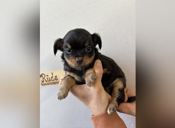 Chihuahua Langhaar Welpen ab Mitte Mai abzugeben