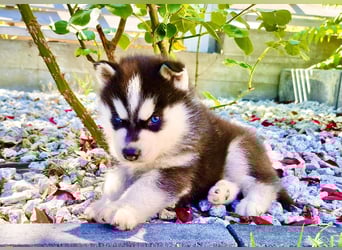FCI Pedigree Blue Eyed Black & White Siberian Husky Champion Puppy