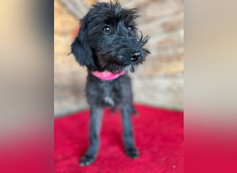 ❤️ süße kleine LEA - 6 Monate, 32cm/5,5kg - Schnauzer-Mix