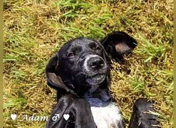 Adam, Ajax und Timmy suchen ein Zuhause