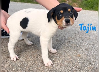 Tajín 12/2024 (ESP) - verschmuster, süßer Bodeguero-Pinscher-Mix Welpe!