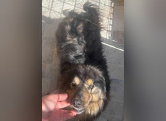 Fluffy Fellkugel Jack – sucht ein Zuhause für immer