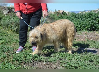 Nori, Briard-Gos d atura Mix Bube sucht ländliches Körbchen