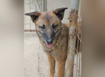 Kuckuck, zauberhafte NISHA sucht liebevolle Familie