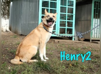 Henry2 06/2020 (RUS) - cleverer und verspielter vermutl. Husky-Mix sucht sportliche Menschen!