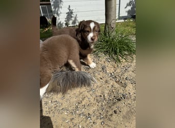 Mini Australien Shepherd Welpen suchen Traumzuhause