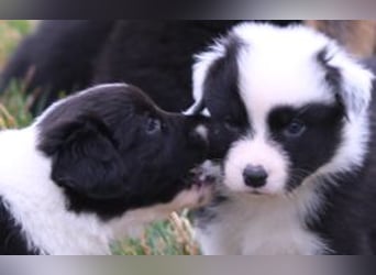 Australian Shepherd Welpe (reinrassig)